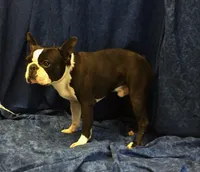 Mikie, a male Boston Terrier for sale in Delavan, WI – 4 of 8