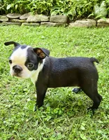 AKC. CH Sired Mary, a female Boston Terrier for sale in Delavan, WI – 3 of 7