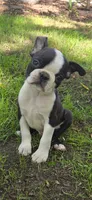 AKC CH Sired Timothy, a male Boston Terrier for sale in Delavan, WI – 4 of 6