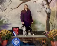 AKC. CH Sired Mary, a female Boston Terrier for sale in Delavan, WI – 7 of 7