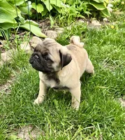 AKC Dave Champion Bloodlines , a male Pug for sale in Delavan, WI – 4 of 7