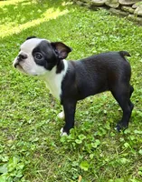 AKC. CH Sired Mary, a female Boston Terrier for sale in Delavan, WI – 5 of 7