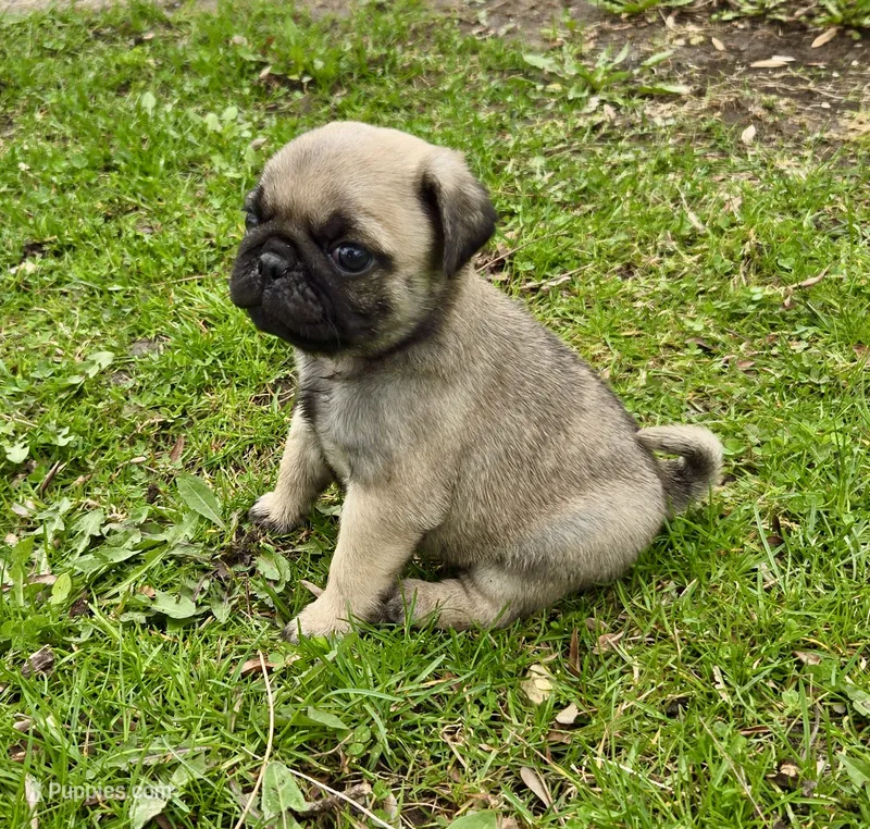 AKC Henry champion pedigree – Pug puppy for sale in Delavan, WI