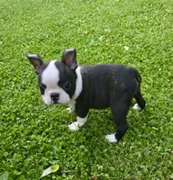 AKC Darla CH Sired, a female Boston Terrier for sale in Delavan, WI – 3 of 5
