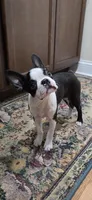 AKC. CH Sired Roxanne, a female Boston Terrier for sale in Delavan, WI – 8 of 10
