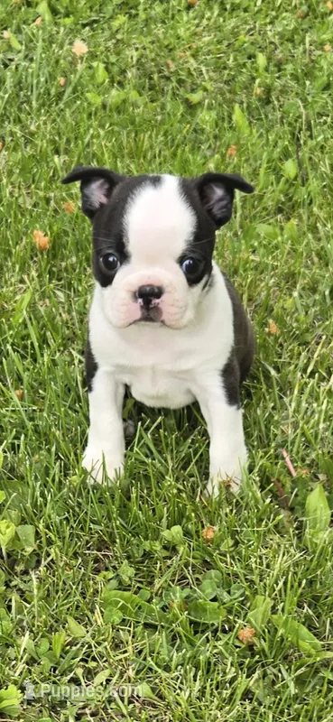Poppy AKC CH Sired – Boston Terrier puppy for sale in Delavan, WI