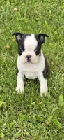 Poppy AKC CH Sired, a female Boston Terrier for sale in Delavan, WI – 1 of 10