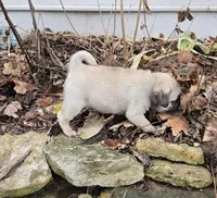 processed/c882497a-18f7-4191-91cc-ddc95afc5dfe/listing/4f478325-8a6d-4a6a-8461-69517b674582/aa522cc8-7cb0-47f0-b3af-8ffb6f08d594