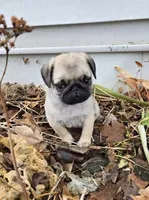 processed/c882497a-18f7-4191-91cc-ddc95afc5dfe/listing/4f478325-8a6d-4a6a-8461-69517b674582/ecffa9cb-8304-4d19-a5b2-e5933889b4de