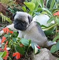 Louis AKC, a male Pug for sale in Delavan, WI – Photo 5 of 10