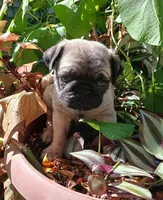 Louis AKC, a male Pug for sale in Delavan, WI – Photo 2 of 10