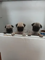 Louis AKC, a male Pug for sale in Delavan, WI – Photo 9 of 10