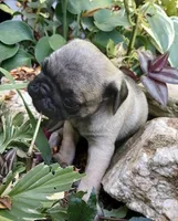 Louis AKC, a male Pug for sale in Delavan, WI – Photo 8 of 10
