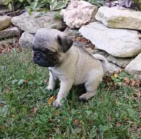 Louis AKC, a male Pug for sale in Delavan, WI – Photo 4 of 10