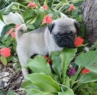 Louis AKC, a male Pug for sale in Delavan, WI – Photo 6 of 10