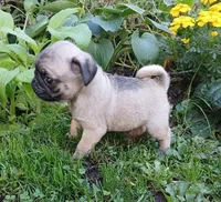 Louis AKC, a male Pug for sale in Delavan, WI – Photo 7 of 10