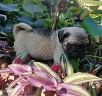 Louis AKC, a male Pug for sale in Delavan, WI – Photo 3 of 10
