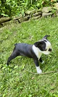 AKC. CH Sired Mary, a female Boston Terrier for sale in Delavan, WI – 4 of 7