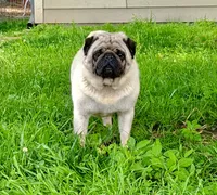 AKC Henry champion pedigree, a male Pug for sale in Delavan, WI – 5 of 5
