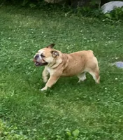 Cindy, a female English Bulldog for sale in Delavan, WI – 3 of 4