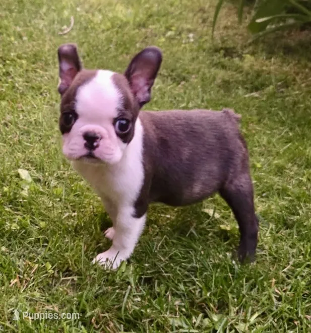 AKC Cooper Champion Sired  – Boston Terrier puppy for sale in Delavan, WI