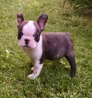 AKC Cooper Champion Sired , a male Boston Terrier for sale in Delavan, WI – 1 of 6