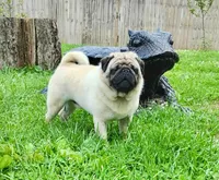 AKC Henry champion pedigree, a male Pug for sale in Delavan, WI – 4 of 5