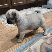 AKC Micky, a male Pug for sale in Delavan, WI – Photo 4 of 6