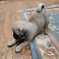 AKC Micky, a male Pug for sale in Delavan, WI – Photo 5 of 6