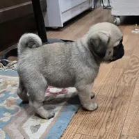 AKC Micky, a male Pug for sale in Delavan, WI – Photo 3 of 6