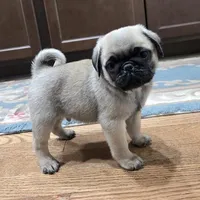 AKC Micky, a male Pug for sale in Delavan, WI – Photo 2 of 6