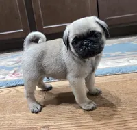 processed/c882497a-18f7-4191-91cc-ddc95afc5dfe/listing/60c6585e-b1de-4170-9d66-eb9849be7c3b/91adcd6f-b236-468e-b72f-10207b1324c6