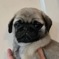 processed/c882497a-18f7-4191-91cc-ddc95afc5dfe/listing/60c6585e-b1de-4170-9d66-eb9849be7c3b/cf683648-0e0f-4dbd-bc16-caf71447b9e9