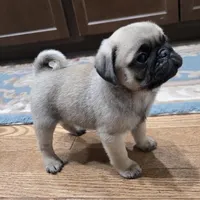 AKC Micky, a male Pug for sale in Delavan, WI – Photo 1 of 6