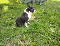 Mikie, a male Boston Terrier for sale in Delavan, WI – 8 of 8