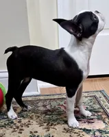 AKC. CH Sired Roxanne, a female Boston Terrier for sale in Delavan, WI – 5 of 10
