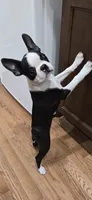 AKC. CH Sired Roxanne, a female Boston Terrier for sale in Delavan, WI – 4 of 10