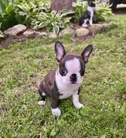 AKC Diva CH Sired , a female Boston Terrier for sale in Delavan, WI – 2 of 5