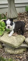 Poppy AKC CH Sired, a female Boston Terrier for sale in Delavan, WI – 2 of 10