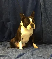 Mikie, a male Boston Terrier for sale in Delavan, WI – 5 of 8