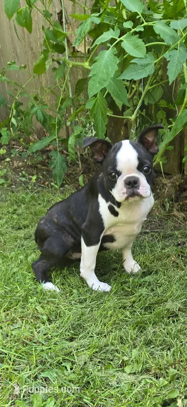 AKC Diva CH Sired  – Boston Terrier puppy for sale in Delavan, WI