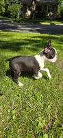AKC. CH Sired Roxanne, a female Boston Terrier for sale in Delavan, WI – 3 of 5