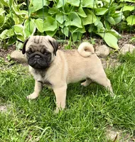 AKC Dave Champion Bloodlines , a male Pug for sale in Delavan, WI – 3 of 7