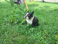 Mikie, a male Boston Terrier for sale in Delavan, WI – 6 of 8
