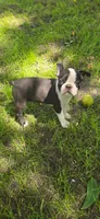 AKC CH Sired Timothy, a male Boston Terrier for sale in Delavan, WI – 6 of 6