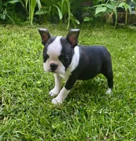 AKC Darla CH Sired, a female Boston Terrier for sale in Delavan, WI – 2 of 5