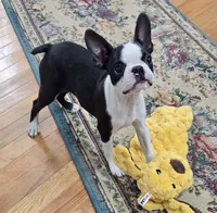 AKC. CH Sired Roxanne, a female Boston Terrier for sale in Delavan, WI – 1 of 10