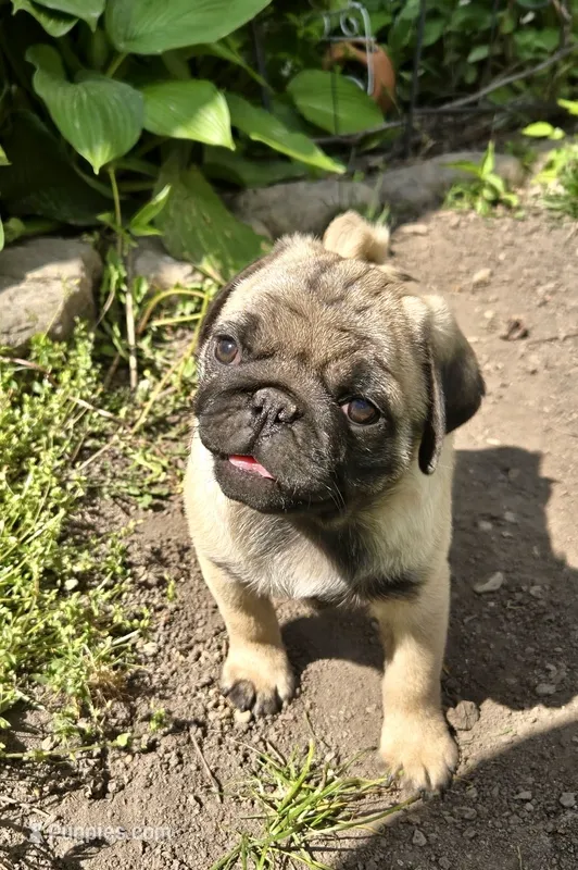 AKC Henry champion pedigree – Pug puppy for sale in Delavan, WI