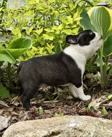 Poppy AKC CH Sired, a female Boston Terrier for sale in Delavan, WI – 6 of 10