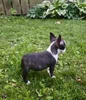 AKC Diva CH Sired , a female Boston Terrier for sale in Delavan, WI – 5 of 5